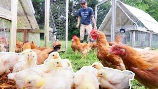 Moving MEAT Chickens OFF the HEAT LAMP pastured Poultry