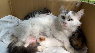 Rescuing scared mom cat and her three little kittens