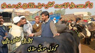 Male Female Different Buffaloes Prices And Selling Buffalo On Gondal Mandi Attock  My Life Channel