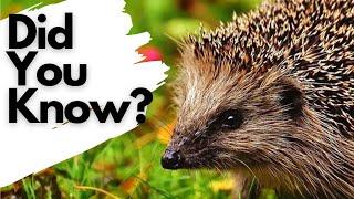 Things you need to know about HEDGEHOGS