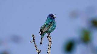 Indigo Bunting Song 1 June 2023