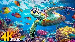 NEW 3 HRS Stunning 4K Underwater Wonders - Relaxing Music Coral Reefs Fish-Colorful Sea Life
