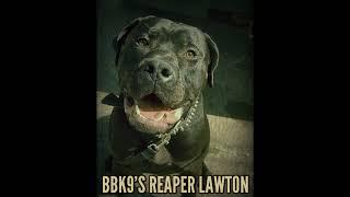 BATTLE BRED K9S REAPER LAWTON AT 10 MONTHS OLD