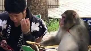 Viral Manusia berbicara sama monyet