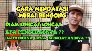 CARA MENGATASI MURAI BATU BENGONG