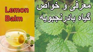 Lemon Balm - معرفی و مصرف گیاه بادرنجبویه
