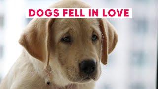 Dogs Fell In Love And Melted The Hearts Of Their Owners.