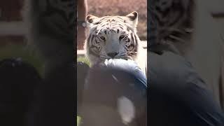 These guys do amazing stunts with Tigers - full video in link #ytshorts #bigcat #tiger #stunt