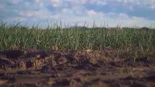 USA ONIONS Seed to Harvest