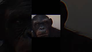 Koba Edit  The Planet of the Apes