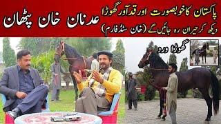 The most beautiful Pakistani horse  Adnan khan stud farm  Desi horse  Pakistani horse farm