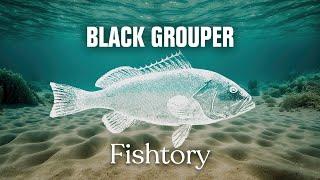 Catching Black Grouper Everything You Need To Know  Fishtory