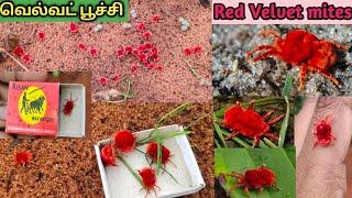 ️வெல்வெட் பூச்சி பார்த்திருக்கீங்களா??Red velvet mites details in tamilRain bugs-Prathiba samayal