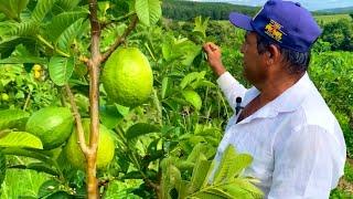 A PRODUÇÃO DE GOIABAS GIGANTE NO SÍTIO DO MILTON