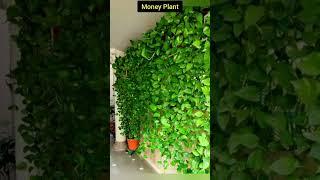 5 बेल वाले पौधेVine PlantsClimber PlantsCreeper Plants