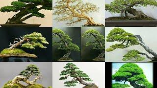 20+ kumpulan bonsai gaya slantingmiring @hasansachybonsai #kumpulanbonsai #gayaslanting