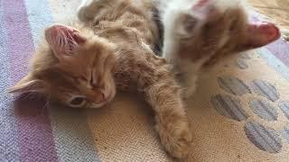 Tsetsi’s Orange Tabby Kittens Nursing & Cleaning. Aнгорска котка чисти оранжеви котенца и сучат