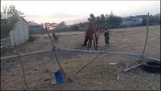Kuda Kawin di Jeneponto