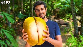 This is Worlds Biggest Nut Only found on Rare African Island