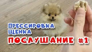  Дрессировка щенка.  Команда НЕЛЬЗЯ #1