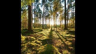 Ernst Jünger - Der Waldgang