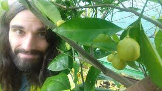 Citrus success and Winter polytunnel.