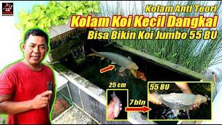  Bikin Koi Size 55 BU dalam 7 Bulan di Kolam Koi Kecil Dangkal  Kolam Koi Minimalis