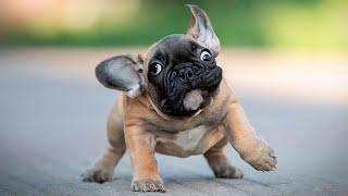 The Best and  Funniest French Bulldogs  Moments Compilation