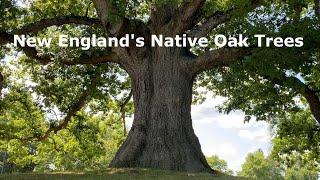 New Englands Native Oak Trees