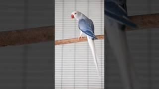 Indian Ring neck - Beautiful blue violet cleartail male #parrot #bird #ringneckparrot