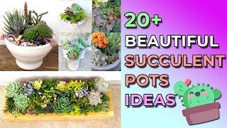 20+ Succulents In Pots Ideas