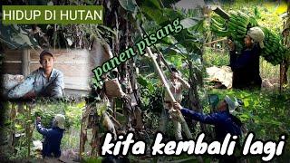 kembali melakukan aktifitas di kebun LIJHON HIDUP DI HUTAN