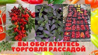 Вы ОБОГАТИТЕСЬ   РАССАДА ДЛЯ ПРОДАЖИ  с КАКОГО количества НАЧАТЬ