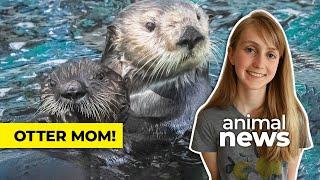 How a lost otter pup got an adoptive mom  CBC Kids News
