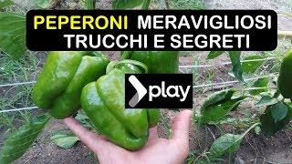 PEPERONI MERAVIGLIOSI TRUCCHI E SEGRETI  काली मिर्च उगाना 