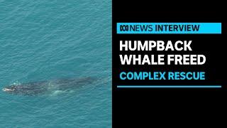 Whale entangled in ropes rescued despite threat of large shark  ABC News