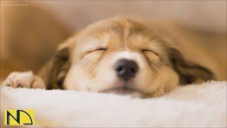 20 HOURS of Deep Sleep Anti Separation anxiety Dog MusicCalming Dog Musicstressed dog NadanMusic