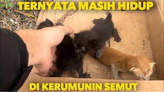 TERNYATA MEREKA MASIH HIDUP TAPI SUDAH DI KERUMUNIN SEMUT