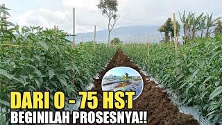 DARI 0-75 HST MARI KITA LIHAT PROSESNYA BUDIDAYA TANAMAN CABE SUPER CEPAT RIMBUN