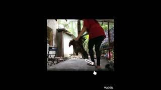 I SLAUGHTER BIG ROOSTER  #viralvideo #public @ninamahinay9  CEBU PHILIPPINES