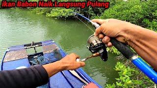 Khawatir Lepas Langsung Cepat Saya Serok_ikan Babon Naik Langsung Pulang