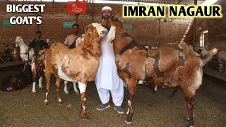 King Of Big Khassi Goats Imran Nagaur Full Tour Of Al Faizan Goat Farm