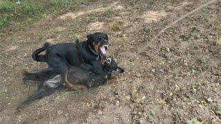 rottweiler dog attack video  rottweiler fight video  dog fight video @THEROTT