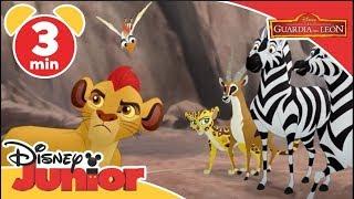 La Guardia del León Momentos mágicos - Kion y las Cebras  Disney Junior Oficial