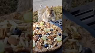 Squirrels reaction to pizza