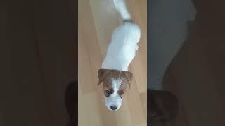 Cute puppy learning the sit command  #dog #puppy #funny #shorts #cute