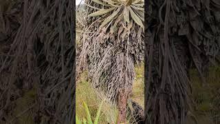 Пальма - ЗАВОД водокачка в Колумбии - Фралехонос