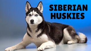 Top 25 Amazing Facts About Siberian Huskies