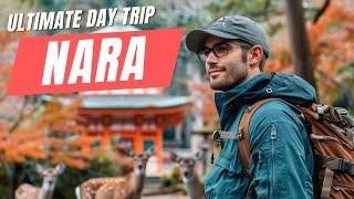 Ultimate Day Trip to Nara Japan  Day Trip from Osaka