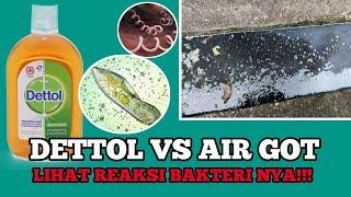 DETTOL VS BAKTERI DI AIR GOT ⁉️EXPERIMENT